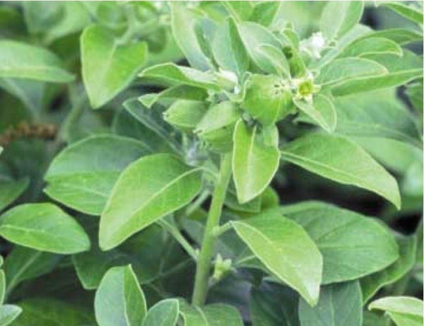 Combinations of Ashwagandha leaf extracts protect brain-derived cells against oxidative stress and induce differentiation.